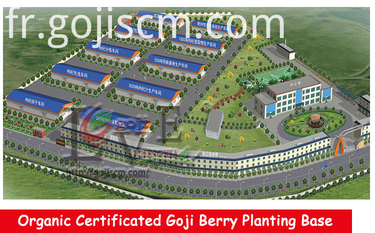 Séché à base de plantes Goji Berry fournisseur Dried Herbal Goji Berry supplier